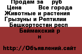 Продам за 50 руб. › Цена ­ 50 - Все города Животные и растения » Грызуны и Рептилии   . Башкортостан респ.,Баймакский р-н